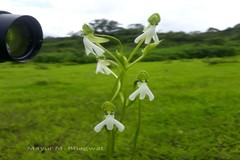 Habenaria longicorniculata